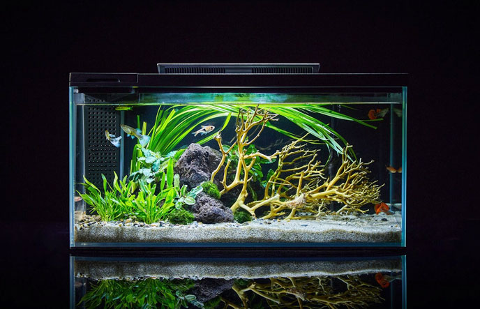 魚缸智能補水-液位傳感器-液體開關-傾倒開關廠家